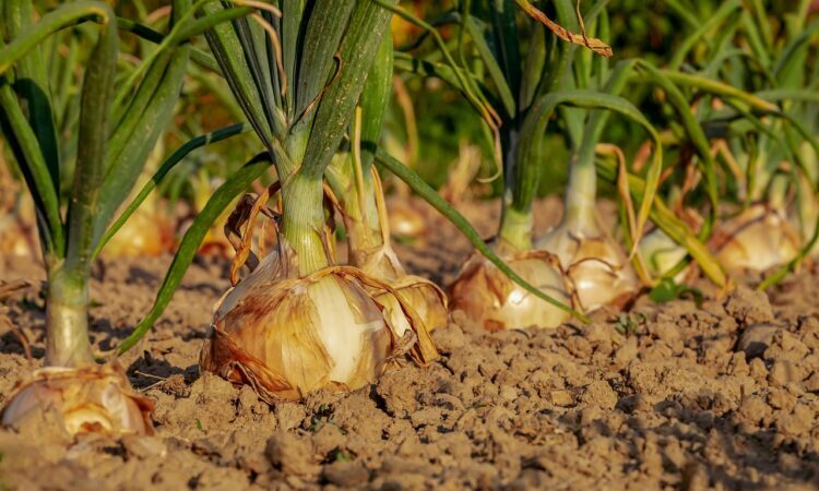 Plantar Cebolla En El Huerto C Mo Y Cu Ndo Hacerlo Gu A