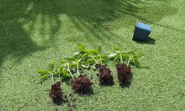 Aprende La Mejor Forma De TRASPLANTAR La ALBAHACA