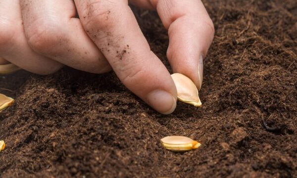 Conoce Las Diferencias Entre Sembrar Y Plantar