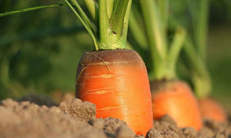 zanahoria plantada