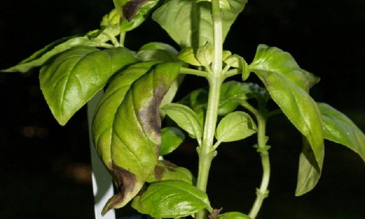 Mildiu en hojas de planta de albahaca