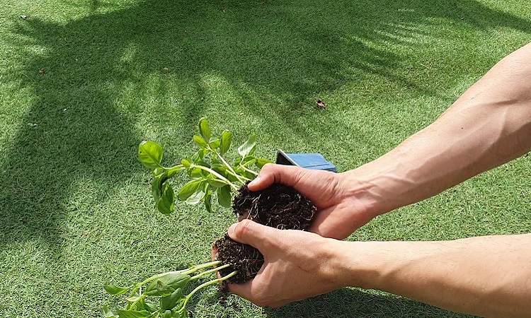 separar plantas de albahaca junto con sus raíces