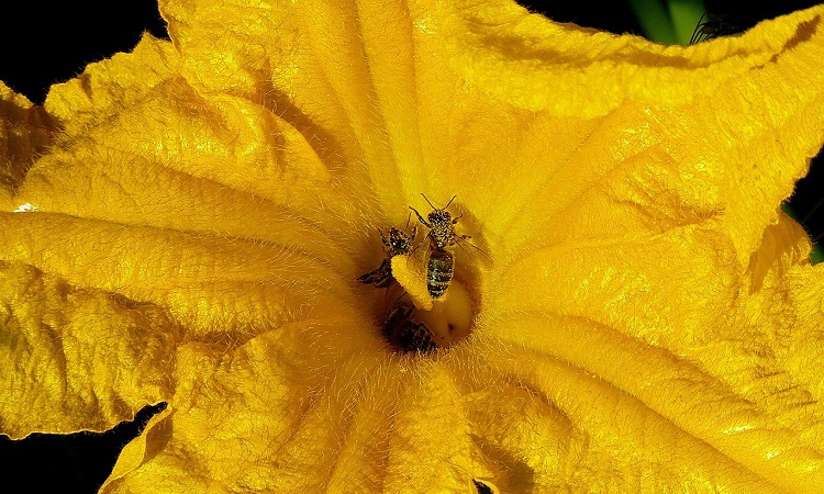 abejas polinizando flor calabacin