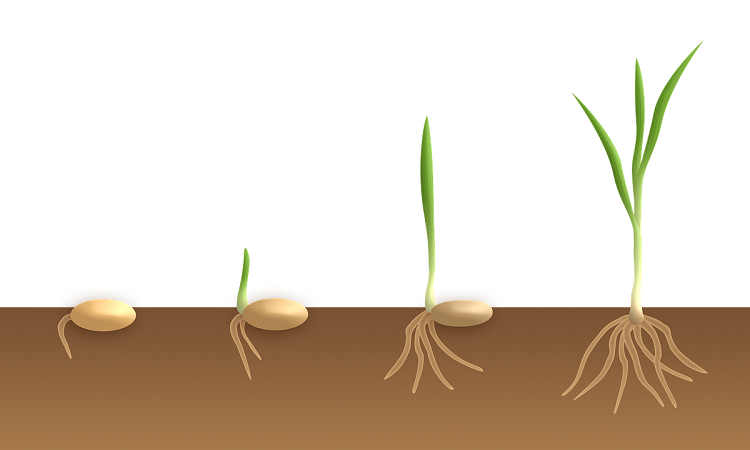 fases del germinado de una semilla