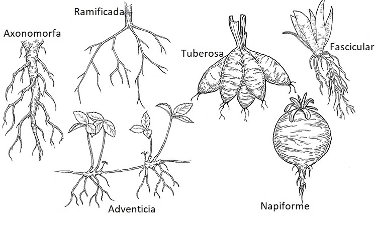 tipos de raices de plantas