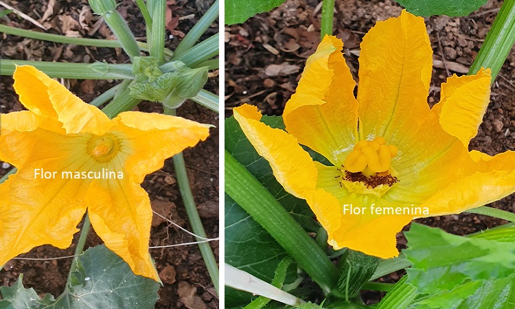 flor calabacin masculina y femenina abierta