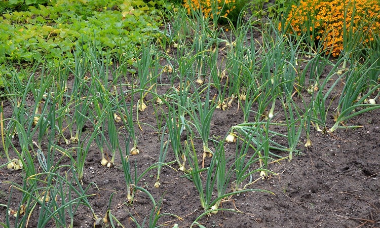 plantar cebolla en el huerto