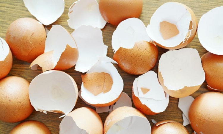 cáscaras de huevo como abono natural
