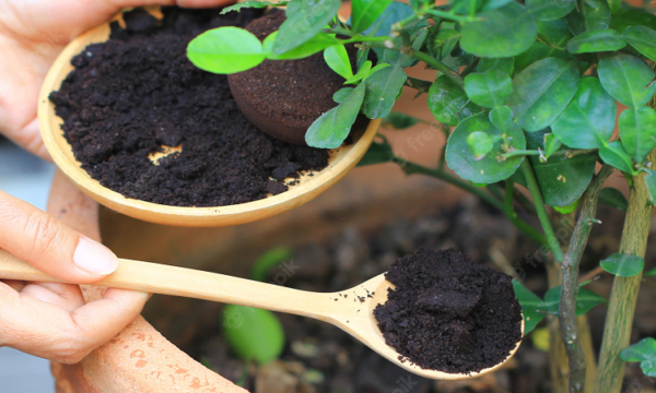 FERTILIZANTES CASEROS Para Plantas [los 9 MEJORES] 🌱