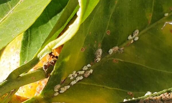 cochinilla-algodonosa-acabar-forma-ecologica