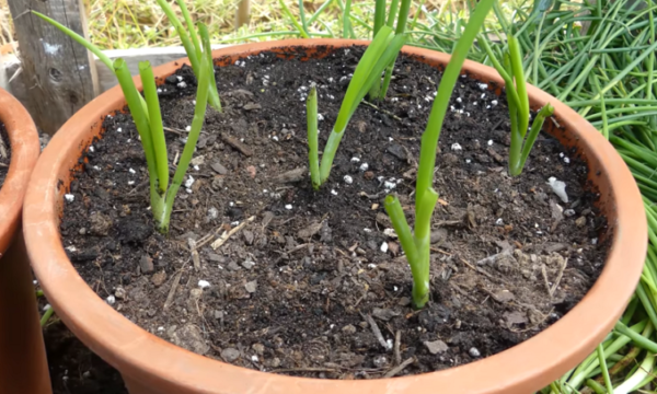 plantar cebolla en maceta