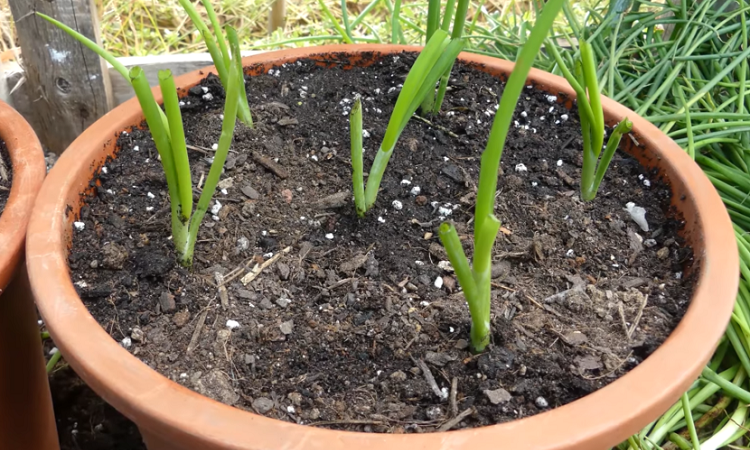 como plantar cebolla en maceta