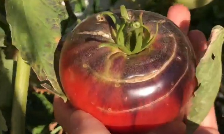 tomates rajados