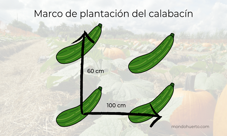 marco de plantación del calabacín