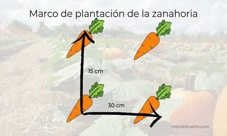 marco de plantación de la zanahoria