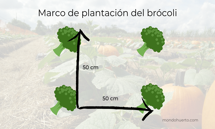 marco de plantación del brócoli