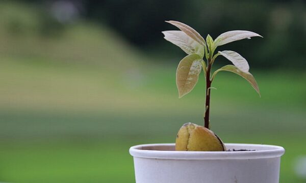 planta de aguacate