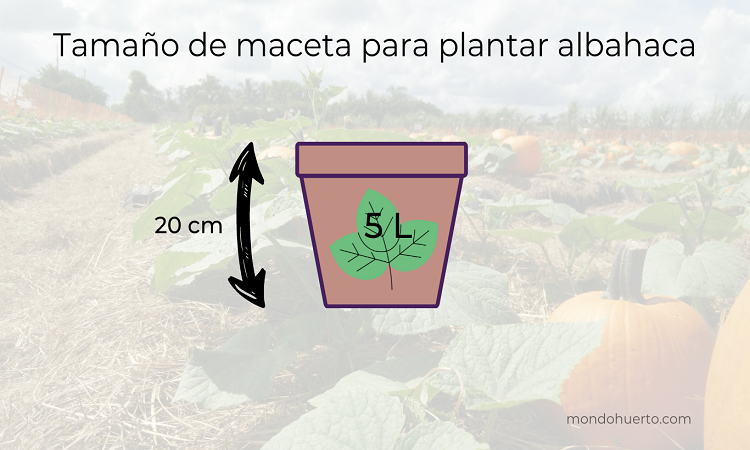 tamaño de maceta para plantar albahaca