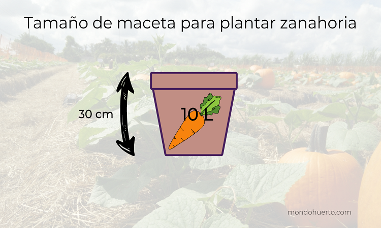 tamaño de maceta para plantar zanahoria
