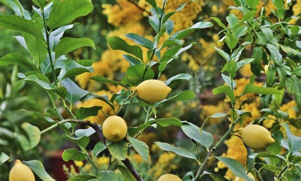 como-podar-un-limonero