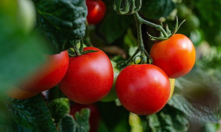 sembrar tomates