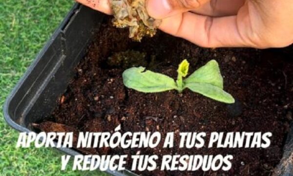 beneficios-de-las-bolsas-de-infusion-para-las-plantas