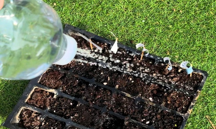 regar plantas con botella de plástico como regadera