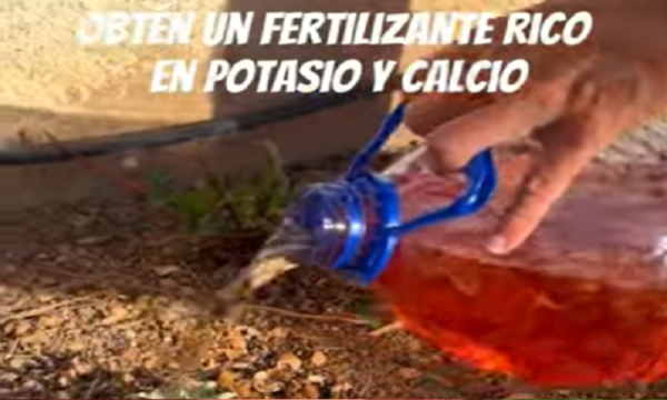 fertilizante casero con piel de cebolla