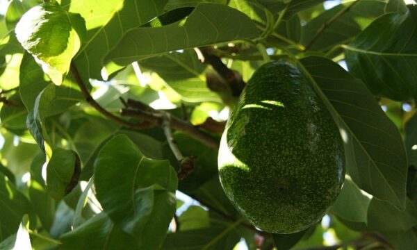 plantar-aguacate-en-casa