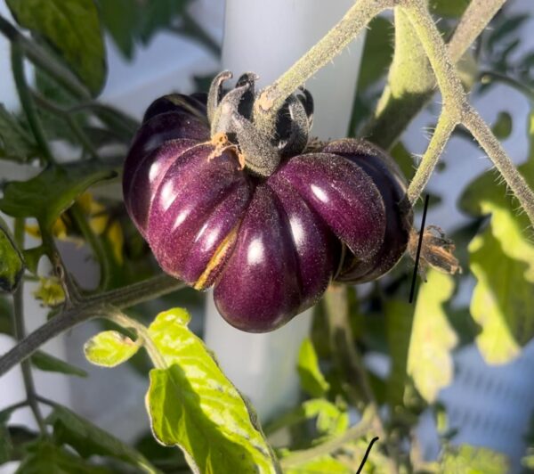 tomate azul planta