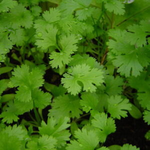 hojas de cilantro